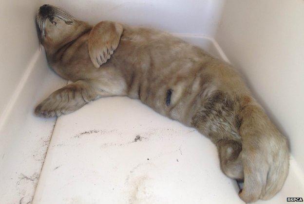 Jelly the seal pup in a van