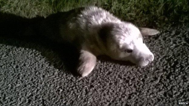 Jelly the seal pup in the road