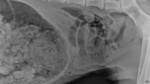 This February 2014 file photo provided by DoveLewis Emergency Animal Hospital, shows an X-ray of a dog that consumed a number of socks in Portland, Ore