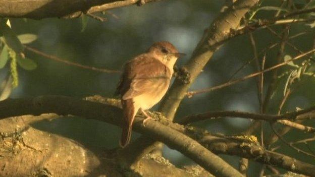 Nightingale bird