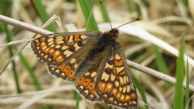 Marsh fritillary (Pic: M Symes)