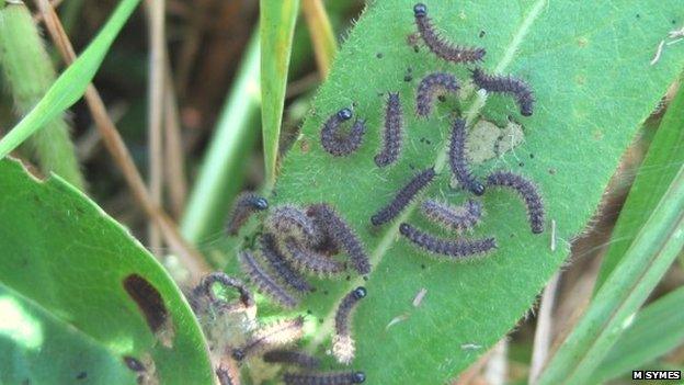 Marsh fritillary larvae (Pic: M Symes)