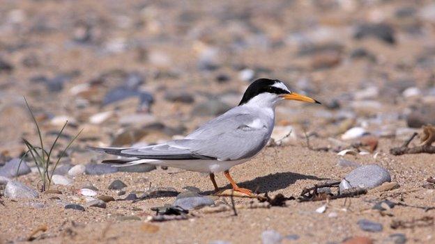 Little tern