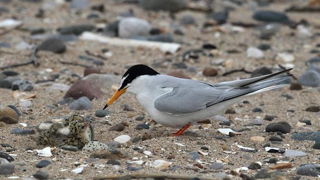 A little tern feeding its chick