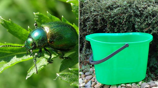 Beetle and Bucket