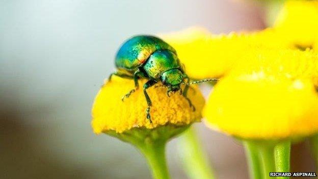 Tansy beetle