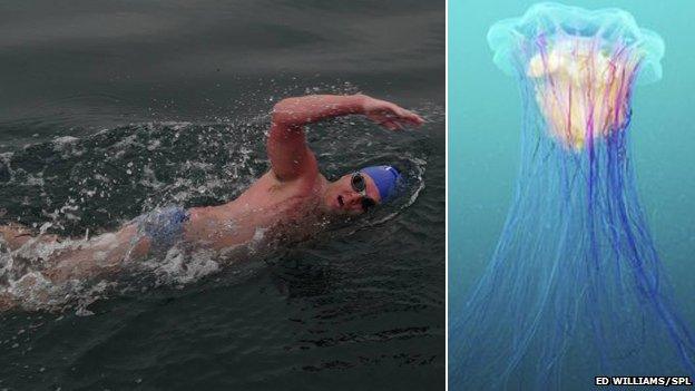 Ed Williams swimming and a Lion's mane jellyfish