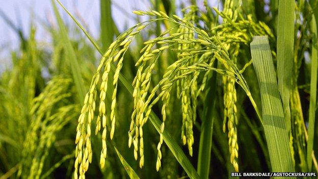 Maturing rice