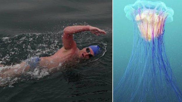 Ed Williams swimming and a Lion's mane jellyfish