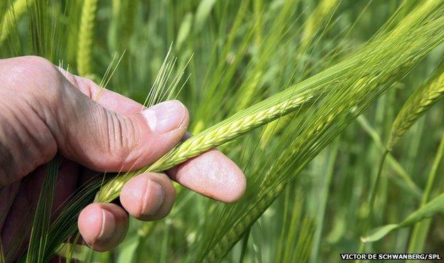 Hand holding young wheat stalk