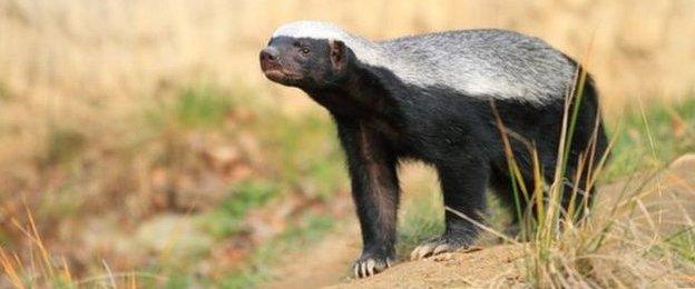 Daniel Ricciardo's honey badger picture