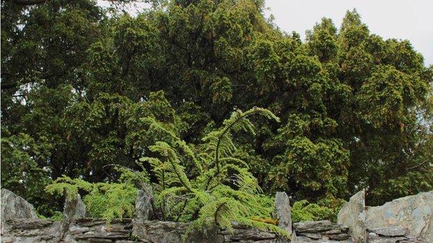 The Fortingall Yew