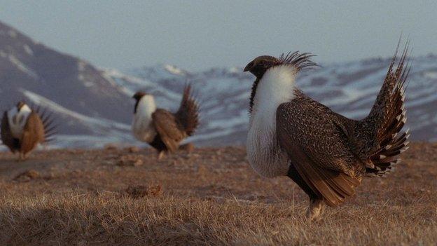 Sage grouse