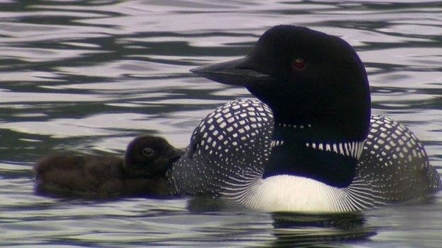 Loon