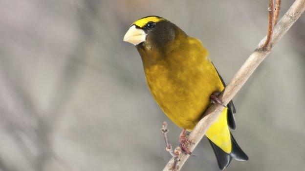 Evening grosbeak