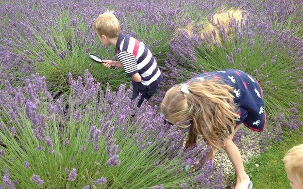 Children looking for bumblebees