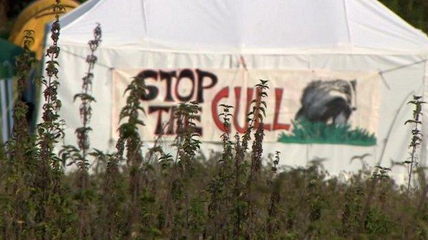 Base camp in Somerset for protesters against the badger cull