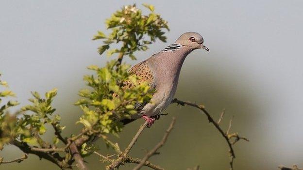 Turtle dove