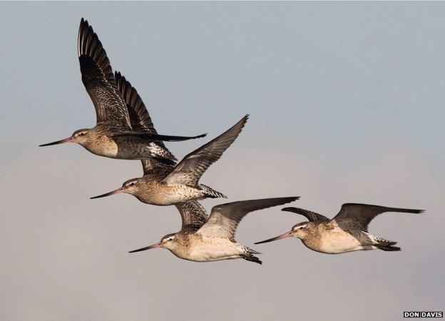 Bar-tailed godwits