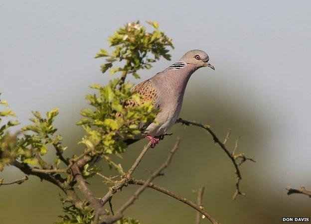 Turtle dove