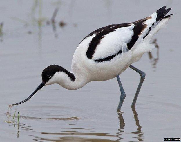 Avocet