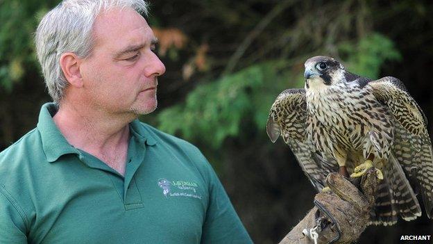 Steve Younge with peregrine falcon