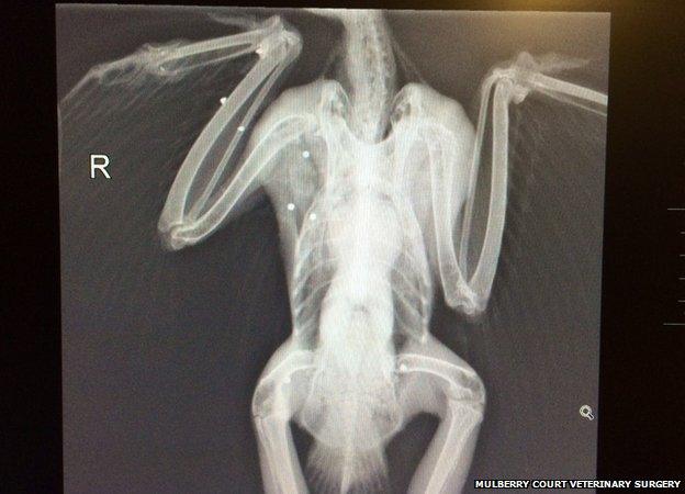 Peregrine falcon x-ray