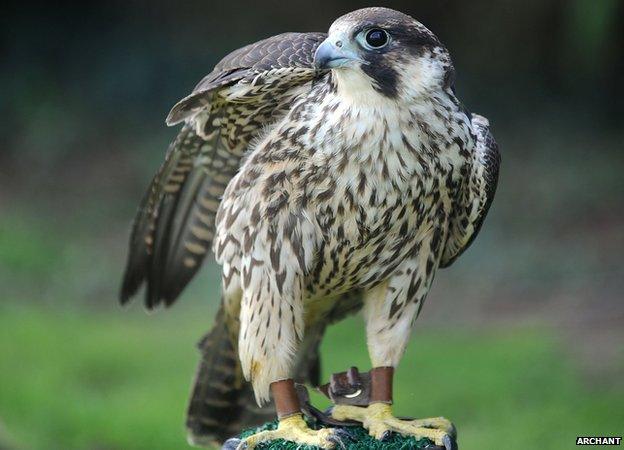 Peregrine falcon