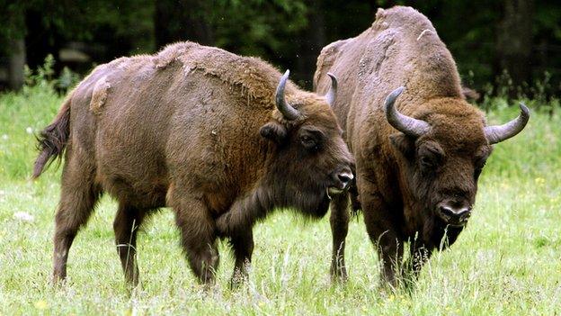 European bison stand in a field in the Bialowieza Forest of Poland