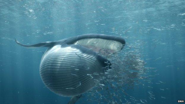 Minke whale feeding