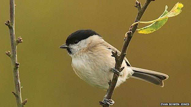 Marsh tit