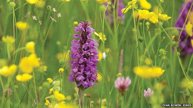 Orchids on Bromyard Downs