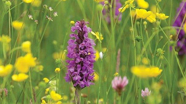 Orchids on Bromyard Downs