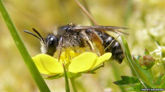 Tormentil mining bee. Pic: Paddy Saunders