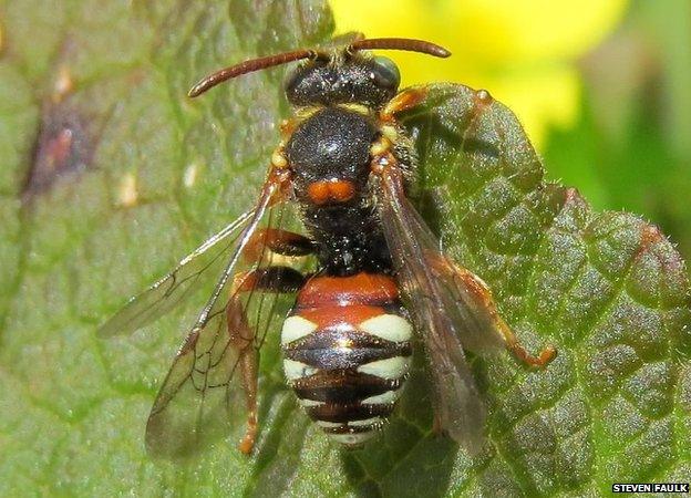 Tormentil nomad bee. Pic: Steven Faulk