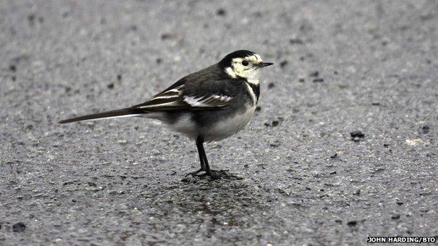 Pied wagtail