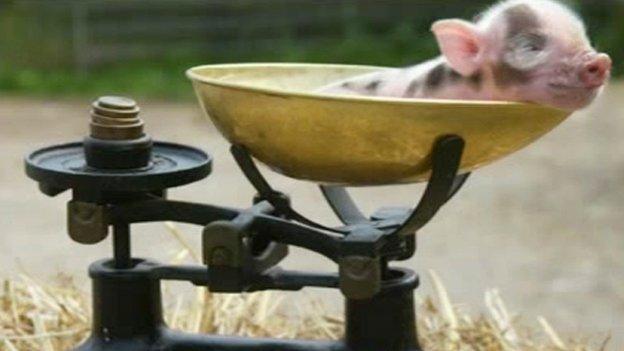 Piglet sitting in scales