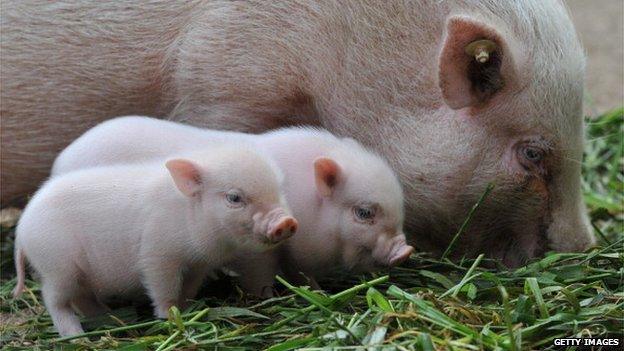 Micro piglets with mother