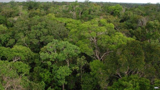 View from the Needle of Heaven INPA research tower in the Amazon jungle, north of Manaus Sept 2008