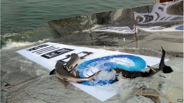 This picture taken on 13 April 2014 shows artificially bred Chinese sturgeons released into the Yangtze river in Yichang, central China's Hubei province