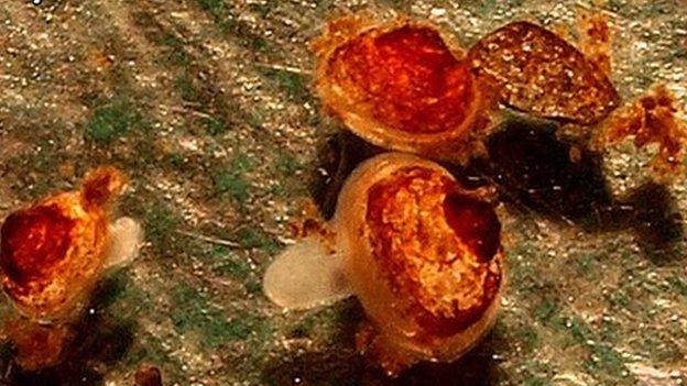 Images of the three-year-old freshwater pearl mussels