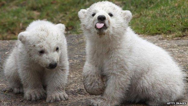 Polar bear cubs