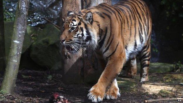 Sumatran tiger