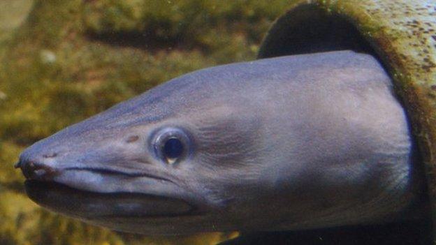 The eel which was dumped at the Blue Reef Aquarium