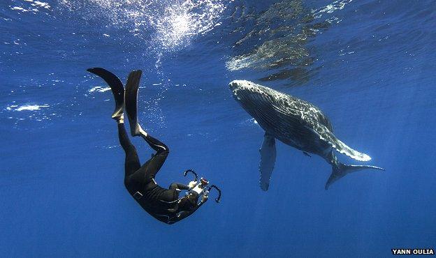 Researcher swimming with a humpback whale