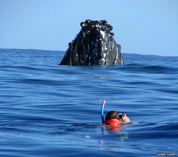 Humpback whale and Dare Win diver on the surface of the water