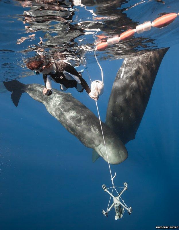 A Dare Win researcher with sperm whales and recording equipment