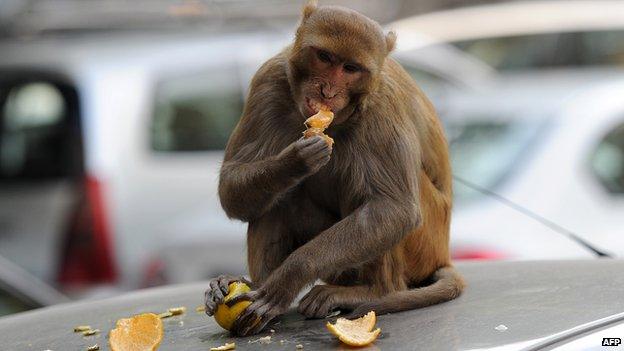 A monkey sits on top of a car as it eats an orange snatched from a fruit vendor in Delhi on December 5, 2012