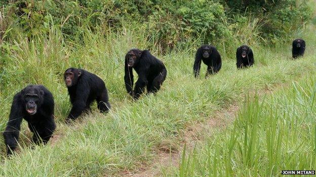 chimpanzees on patrol