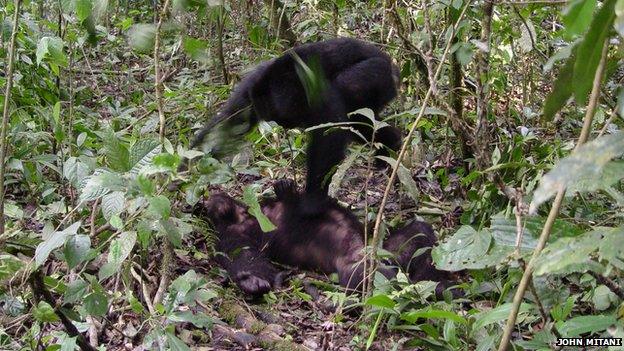 chimpanzees fighting